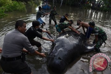 10 paus yang terdampar di Probolinggo mati