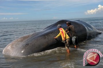 270 paus terdampar di pesisir Pulau Tasmania