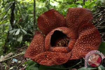 Empat Rafflesia gadutensis mekar di Bengkulu