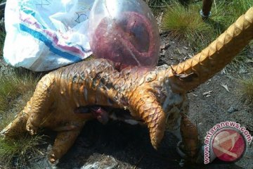 Puluhan Bangkai Trenggiling