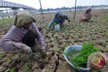 Bertani di Tepi Sungai