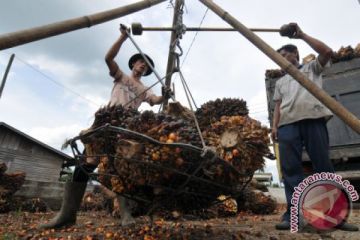 Harga Sawit Turun