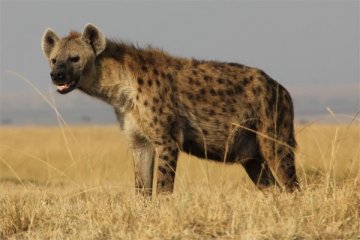 Seekor hyena serang remaja di Taman Kruger Afsel