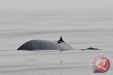 Rusia bebaskan ikan-ikan paus yang tangkapan