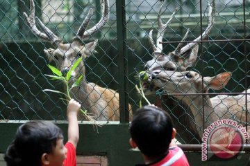 Hukuman layak untuk muda-mudi usil pencekok miras pada hewan