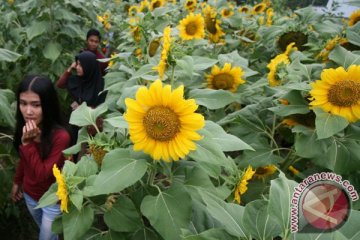 Setelah viral, generasi milenial berdatangan lihat Bunga Matahari Tabanan