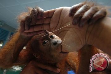 Bayi Orangutan Hasil Selundupan