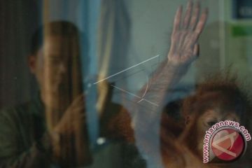 Bayi Orangutan Hasil Selundupan