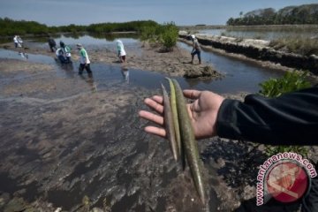 HARI MANGROVE INTERNASIONAL