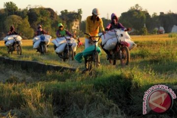 BURUH PENGANGKUT GABAH