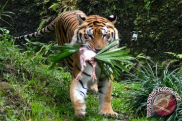 Harimau Benggala lahir di Kebun Binatang Medan