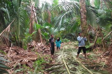 Disbun Inhil Tinjau Lahan Sagu Untuk BPT