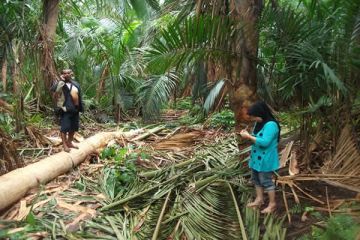 Disbun Inhil Tinjau Lahan Sagu Untuk BPT