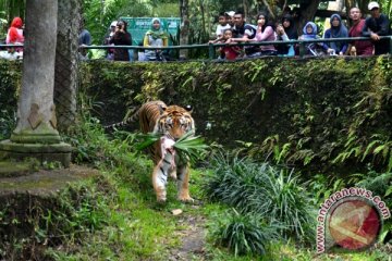 Taman Safari Prigen beri diskon pilkada 27 persen bagi pemilih