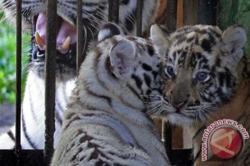Nasib harimau yang terkam pengunjung di Museum Satwa Jatim Park
