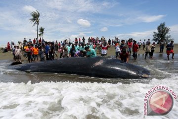 Seekor paus terdampar di Aceh