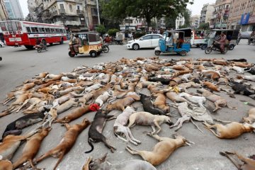Pakistan matikan lebih dari 1.000 anjing liar