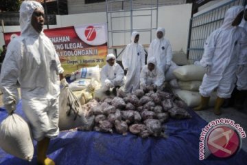 Pemusnahan Daging Celeng