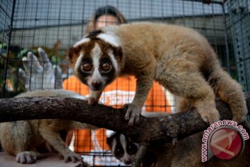 Catatan penanganan kasus perdagangan satwa liar 2016