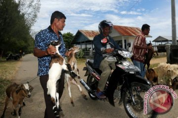 Petugas sosialisasikan ciri hewan kurban sehat