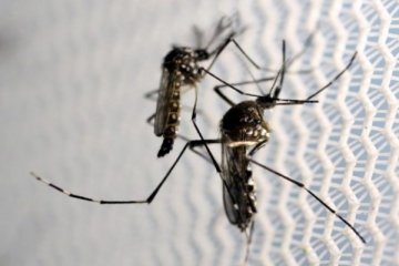 AS alihkan dana 81 juta dolar AS untuk riset vaksin Zika