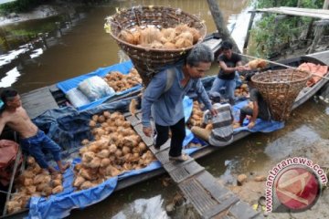 Buruh Muat Kelapa