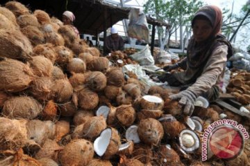 Harga Kopra Turun
