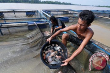 Petani Keramba Terdampak Pencemaran