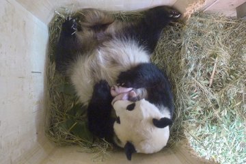 Bayi panda di kebun binatang Belgia diberi nama Tian Bo