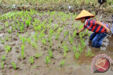 Sawahlunto kembangkan satu desa satu destinasi wisata