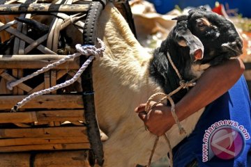 "Salon kambing" laris jelang Idul Adha