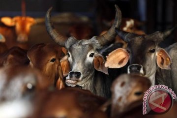 11 pria India dihukum seumur hidup karena bunuh pedagang daging