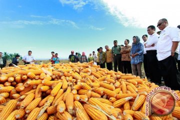 Mentan berjanji menyerap produksi jagung rakyat