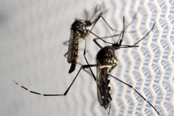 Brasil lepas nyamuk modifikasi lawan Zika dan demam berdarah
