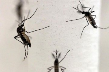India laporkan beberapa kasus infeksi Zika