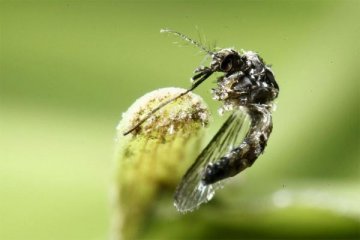 AS identifikasi nyamuk pembawa Zika di Florida