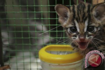 Gagalkan Penjualan Satwa Langka