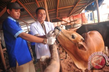 Satu sapi kurban belum diperbolehkan disembelih