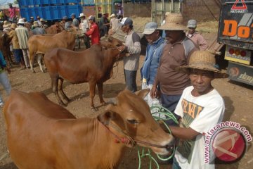 Sulsel siapkan 26 ribu ekor sapi kurban