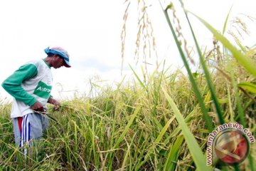 Gorontalo tetap jadikan pertanian sebagai sektor unggulan