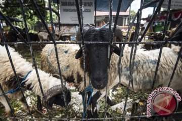 Permintaan daging domba muda meningkat di Cianjur