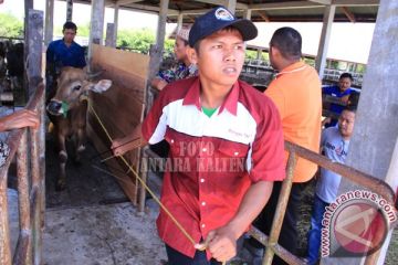 Pemberian Sapi Kurban