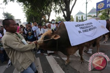 Sapi kurban dari presiden peroleh perhatian khusus