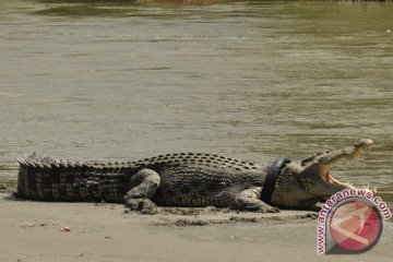 Perempuan Australia halau buaya dengan sandal jepit