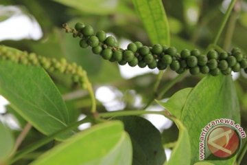 Antara doeloe: Penyakit "mati budjang" serang tanaman lada