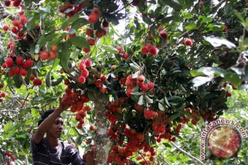 Rambutan ternyata "superfoods"