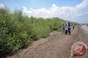 Pertamina tanam ribuan bibit mangrove di Indramayu