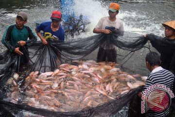 Pemkab Lebak targetkan jadi lumbung ikan air tawar nasional