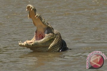 Buaya berkeliaran di pemukiman Singkil