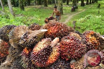 Harga TBS CPO Riau turun Rp70,99/kg